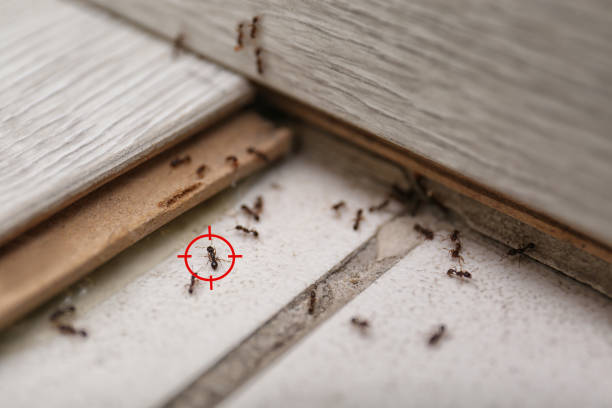 Best Wasp Removal Services  in Franconia, VA