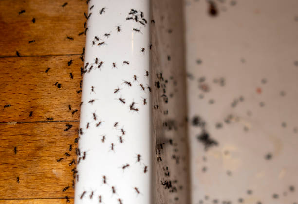 Best Commercial Pest Control Services  in Franconia, VA