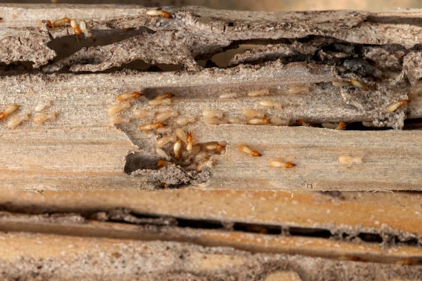 Best Termite Control Services  in Franconia, VA